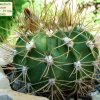 Acanthocalycium _spiniflorum 'violaceum'  P110a_ 01